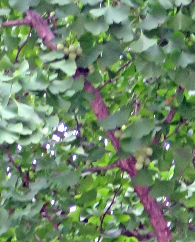 f:id:atarou:20180720064258j:image