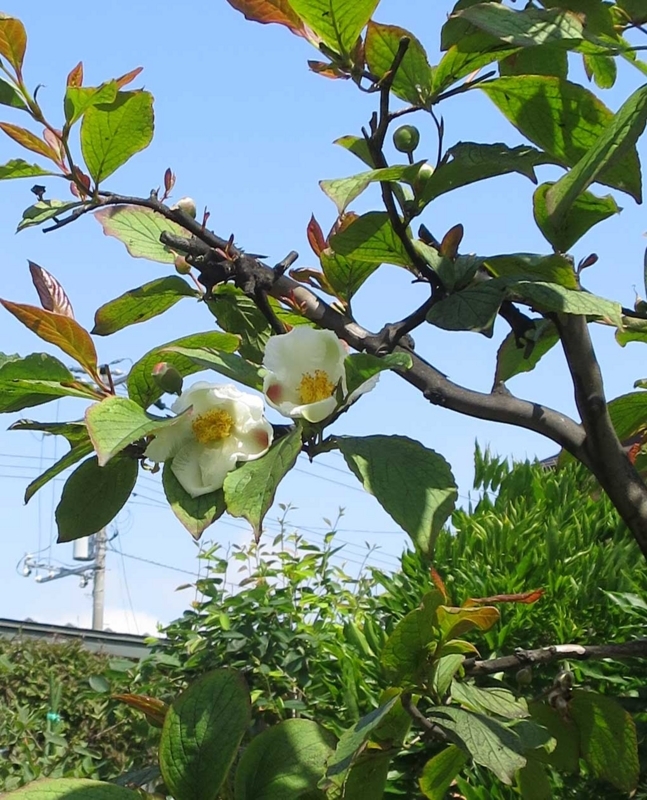 f:id:atarou:20180721065053j:image