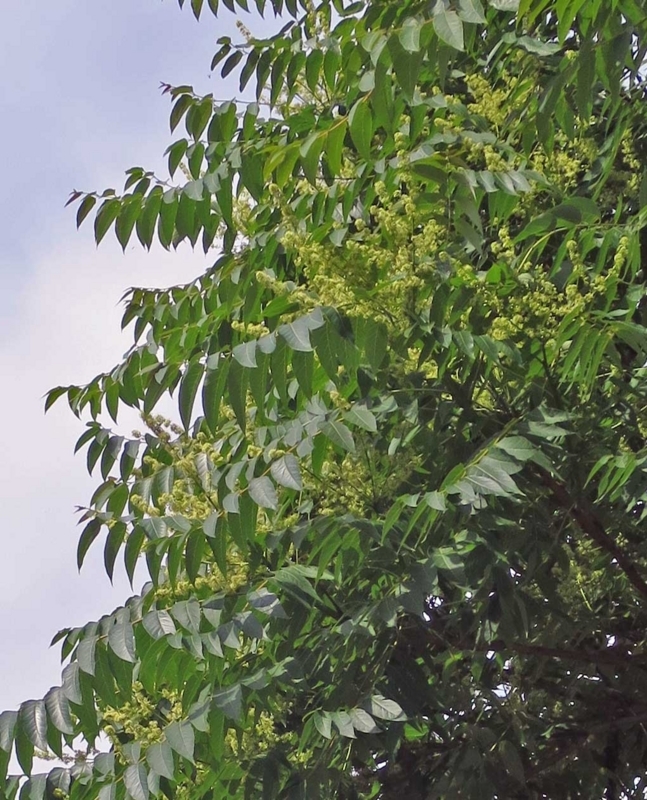 f:id:atarou:20180721065754j:image