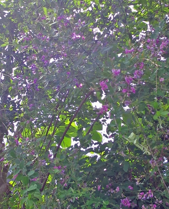 f:id:atarou:20180721070224j:image