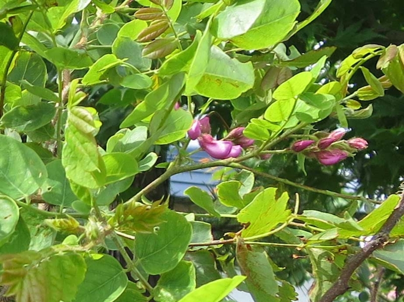 f:id:atarou:20180721070227j:image
