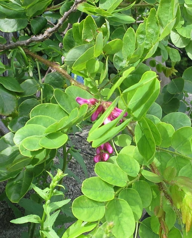 f:id:atarou:20180721070231j:image