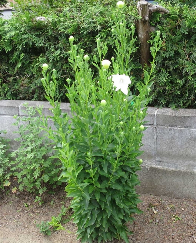 f:id:atarou:20180722064910j:image