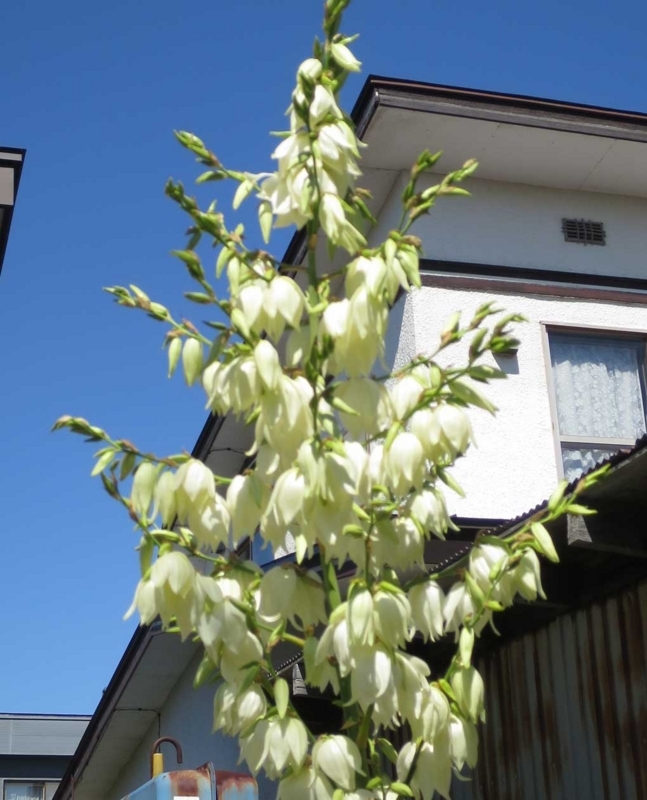 f:id:atarou:20180725201103j:image
