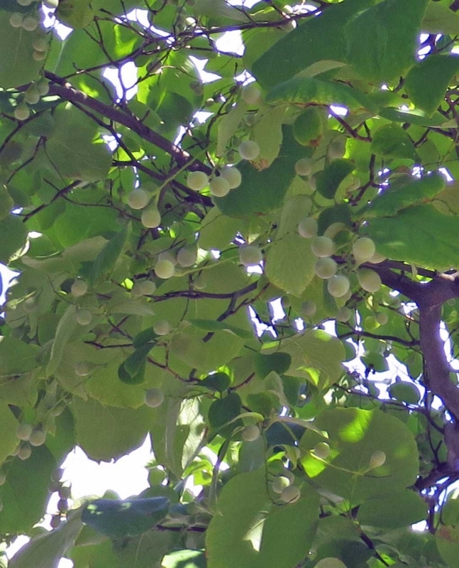 f:id:atarou:20180727064350j:image