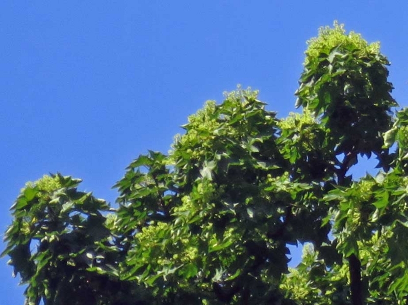 f:id:atarou:20180727065506j:image