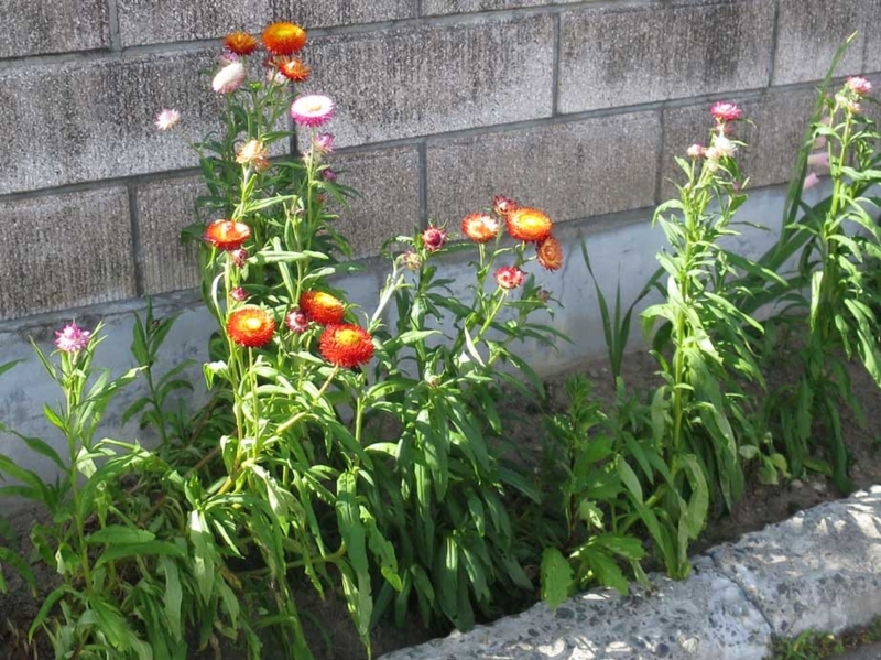 f:id:atarou:20180729065830j:image
