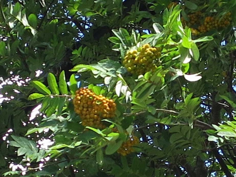 f:id:atarou:20180730065255j:image