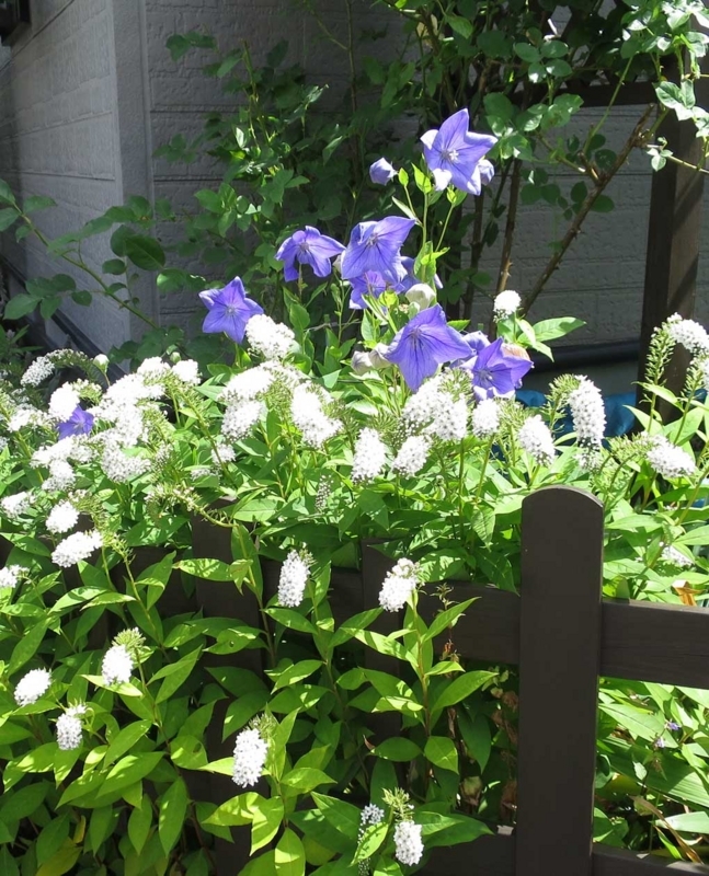 f:id:atarou:20180730071326j:image