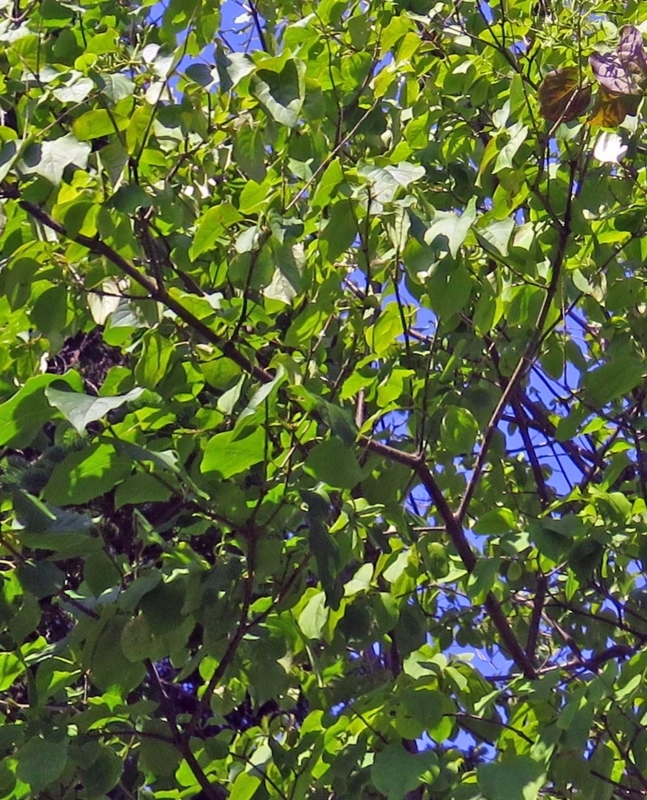 f:id:atarou:20180801070809j:image f:id:atarou:20180801070809j:image