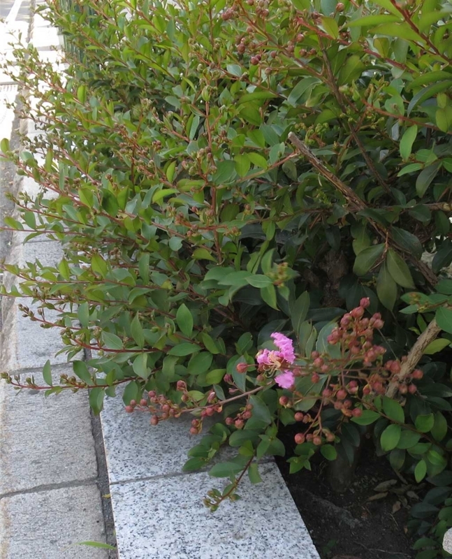 f:id:atarou:20180803063406j:image