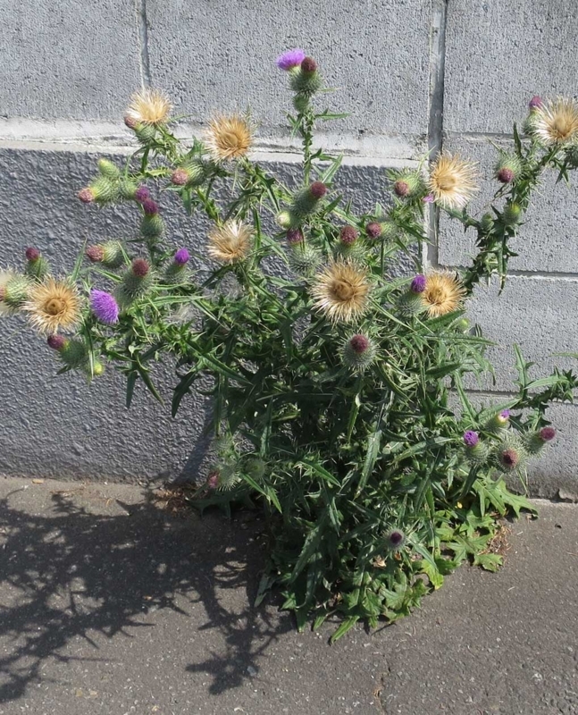 f:id:atarou:20180804064313j:image