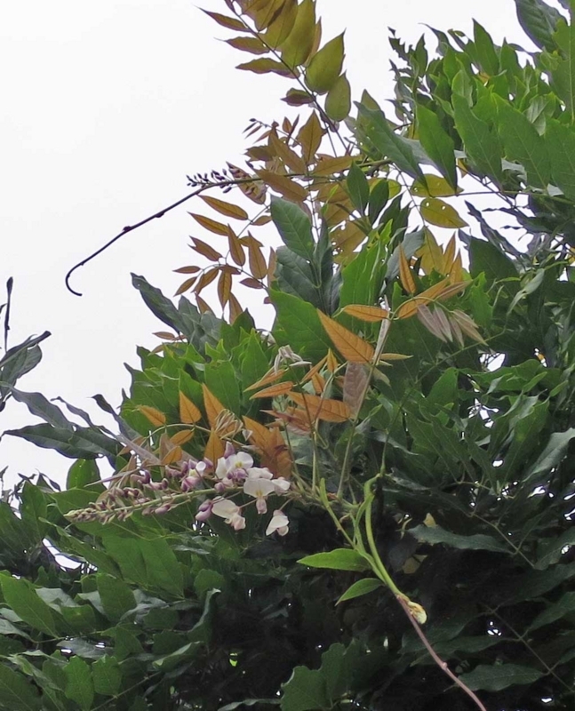 f:id:atarou:20180805065311j:image