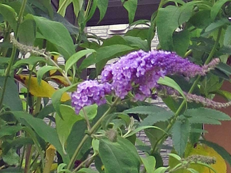 f:id:atarou:20180805070947j:image
