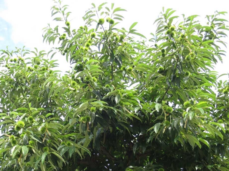 f:id:atarou:20180806065300j:image f:id:atarou:20180806065300j:image