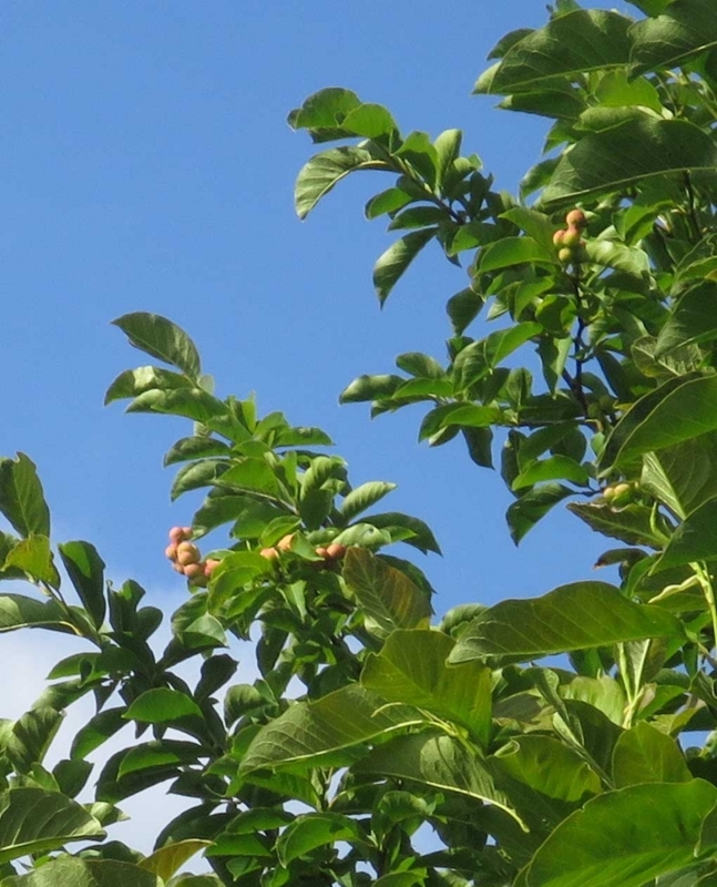 f:id:atarou:20180806071600j:image f:id:atarou:20180806071600j:image