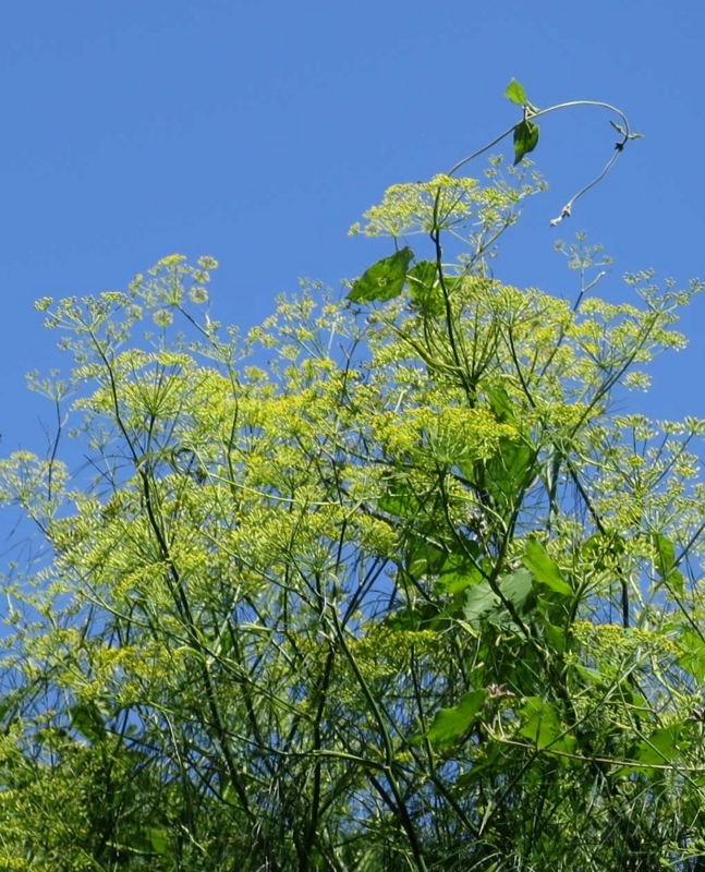 f:id:atarou:20180807063156j:image