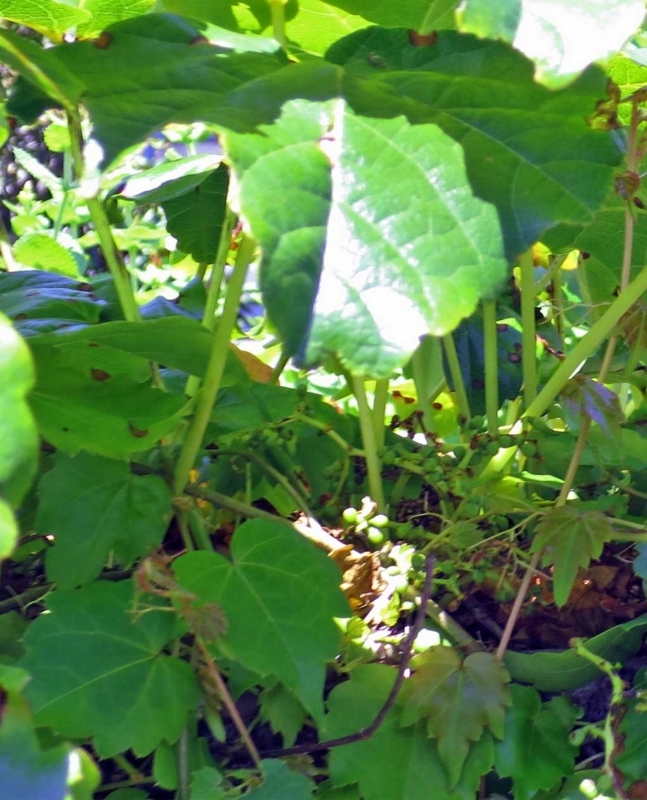 f:id:atarou:20180807070735j:image