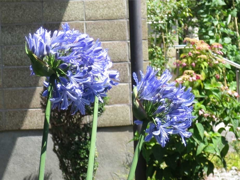 f:id:atarou:20180808070724j:image f:id:atarou:20180808070724j:image