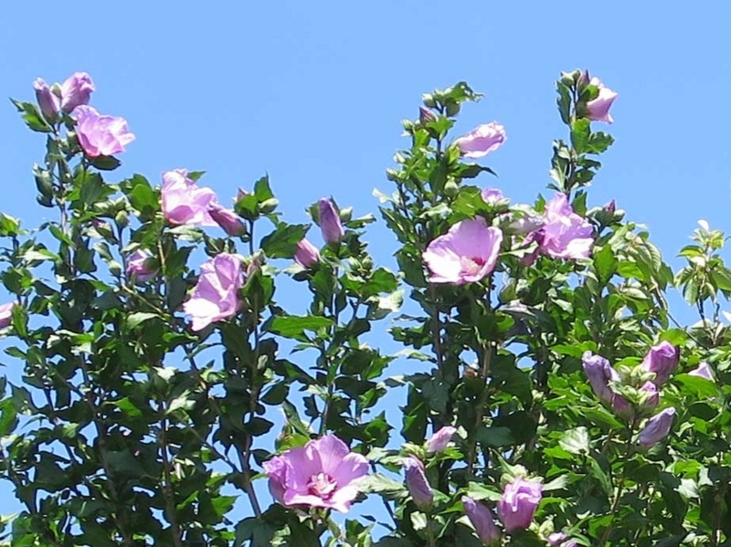 f:id:atarou:20180808071243j:image f:id:atarou:20180808071243j:image