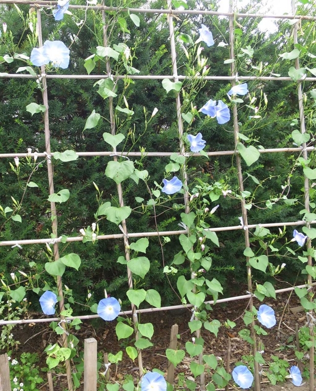 f:id:atarou:20180809064831j:image