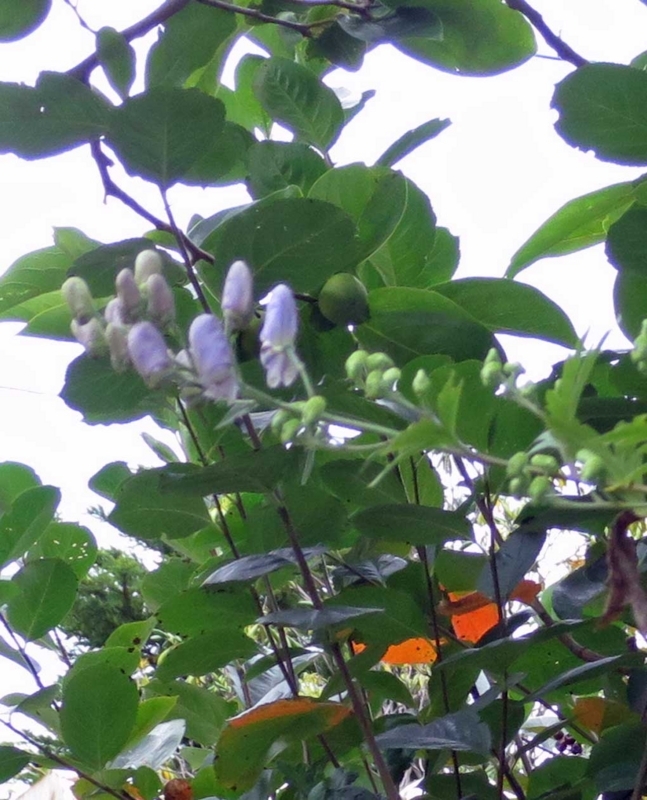 f:id:atarou:20180809071307j:image