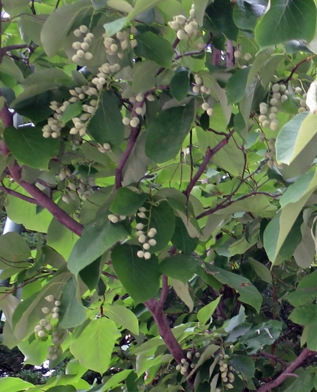 f:id:atarou:20180810065630j:image