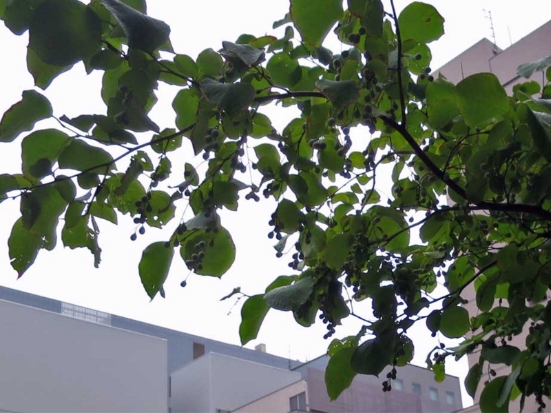 f:id:atarou:20180810065708j:image
