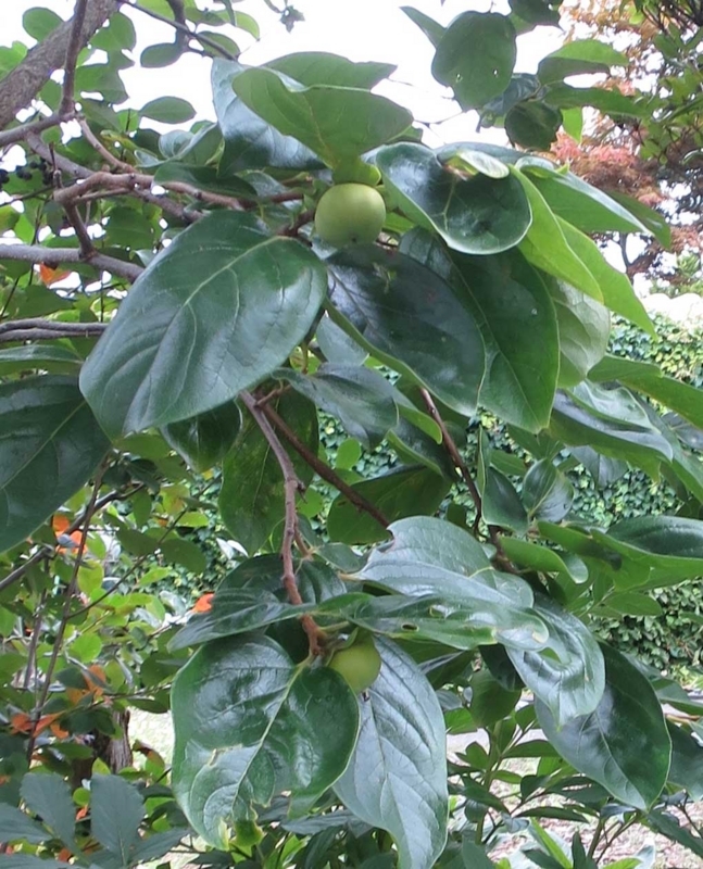 f:id:atarou:20180812065216j:image f:id:atarou:20180812065216j:image