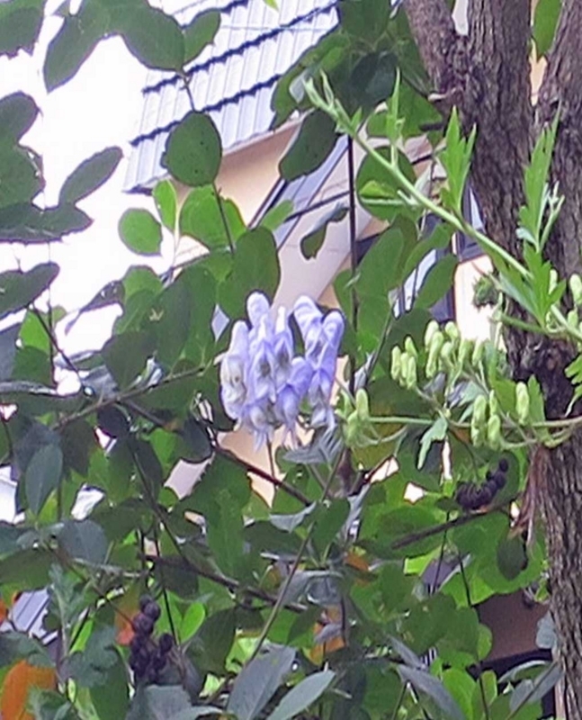 f:id:atarou:20180812065513j:image f:id:atarou:20180812065513j:image