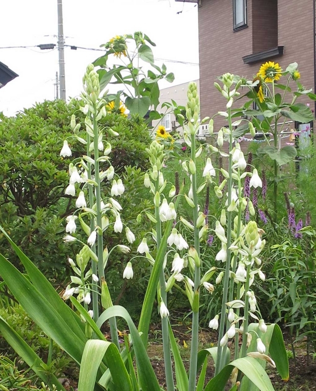 f:id:atarou:20180812065625j:image f:id:atarou:20180812065625j:image