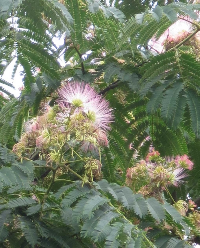 f:id:atarou:20180813063534j:image