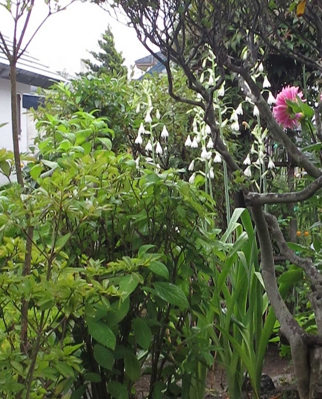 f:id:atarou:20180816064826j:image