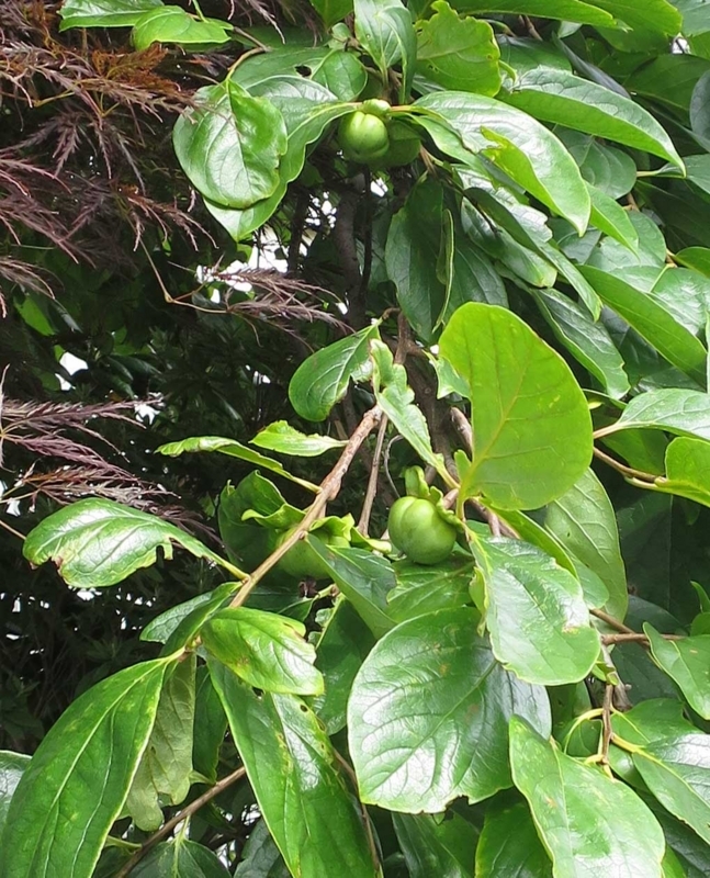 f:id:atarou:20180819065203j:image