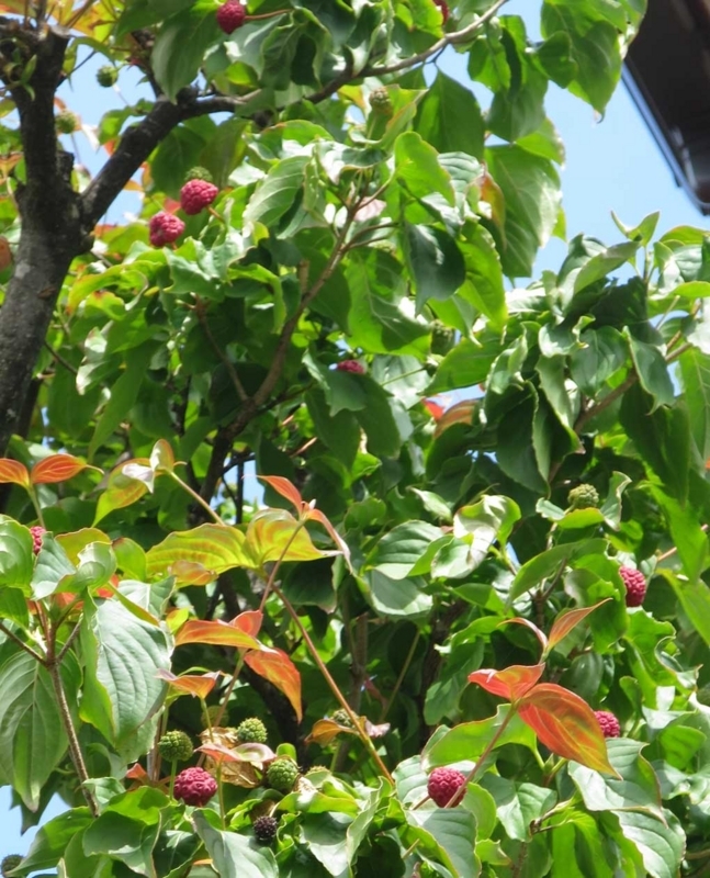 f:id:atarou:20180821065522j:image f:id:atarou:20180821065522j:image