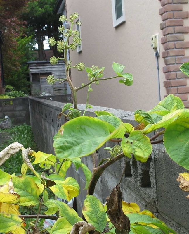 f:id:atarou:20180822065542j:image