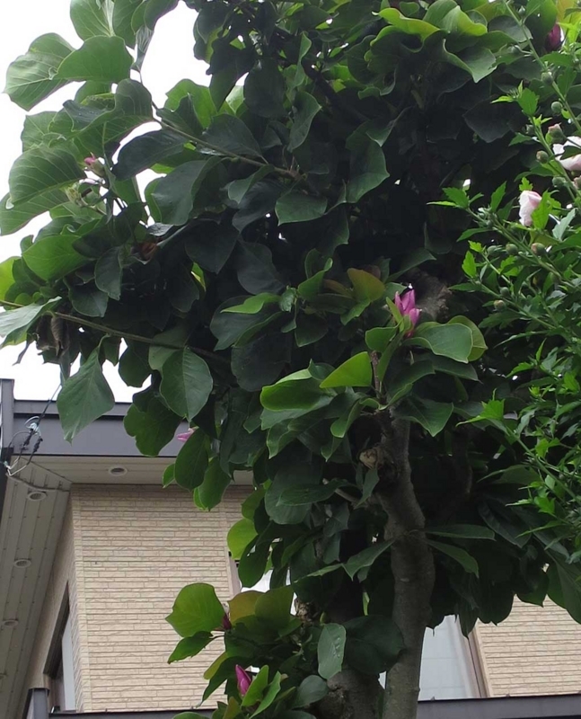 f:id:atarou:20180823064333j:image f:id:atarou:20180823064333j:image