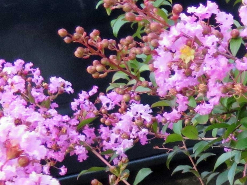 f:id:atarou:20180824064110j:image f:id:atarou:20180824064110j:image