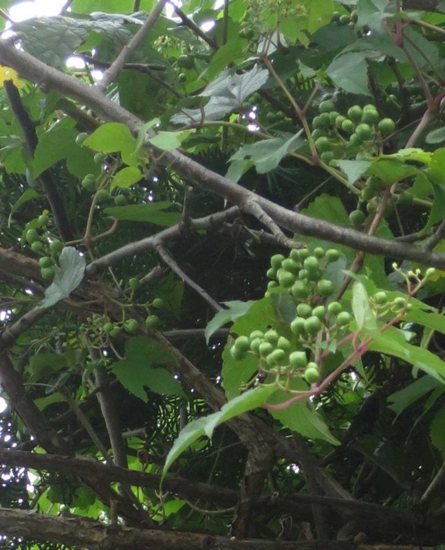 f:id:atarou:20180826070919j:image