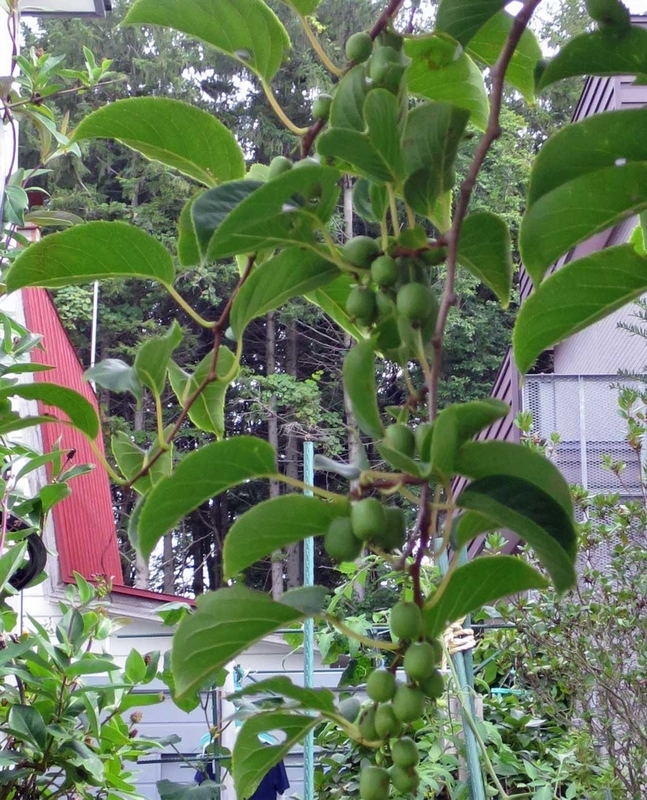 f:id:atarou:20180829064647j:image