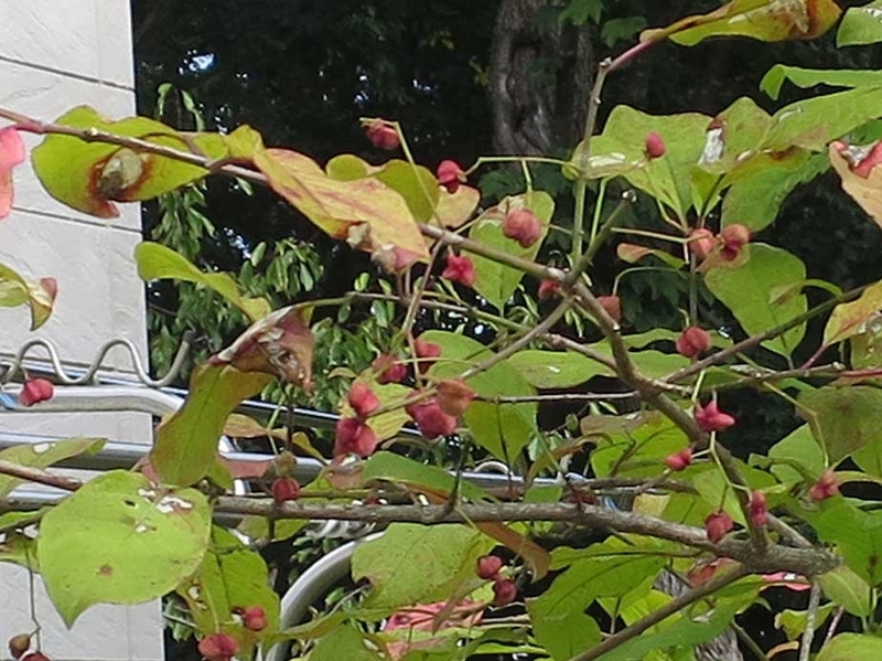 f:id:atarou:20180830070031j:image