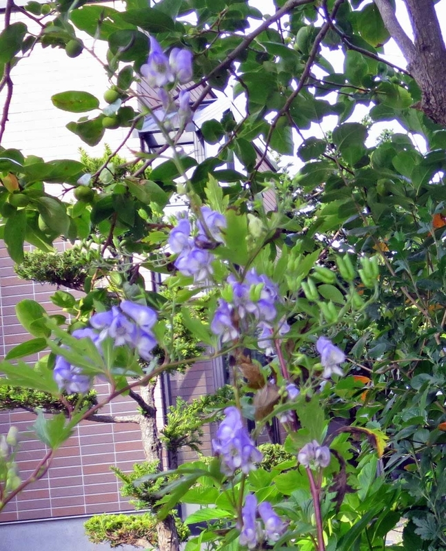 f:id:atarou:20180830071006j:image