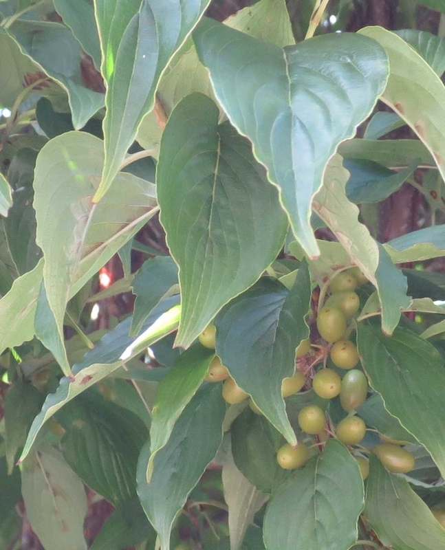 f:id:atarou:20180902063839j:image