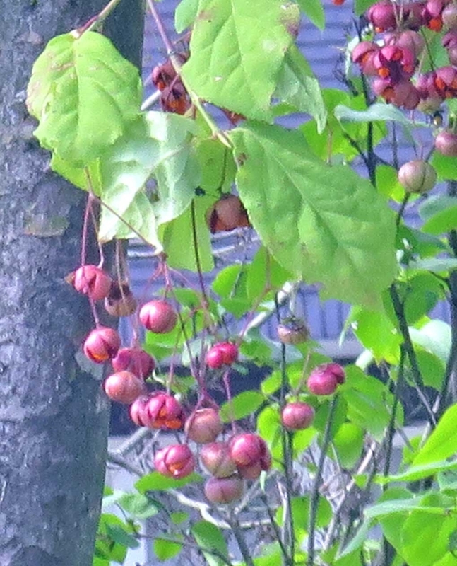f:id:atarou:20180902064026j:image