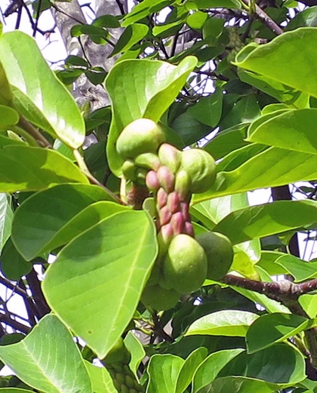 f:id:atarou:20180903065359j:image