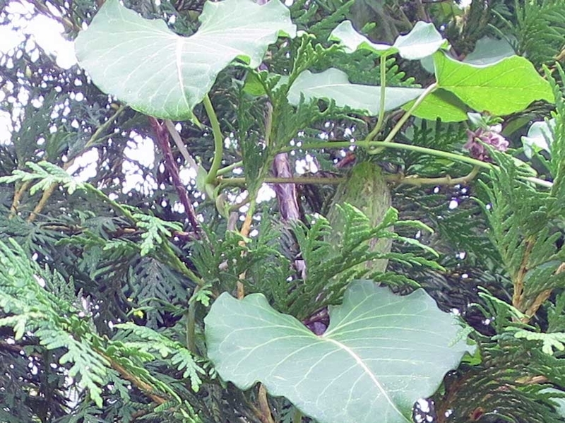 f:id:atarou:20180903070028j:image