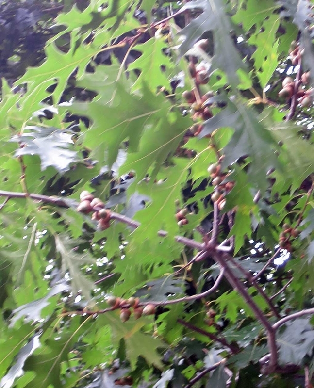 f:id:atarou:20180904063951j:image f:id:atarou:20180904063951j:image