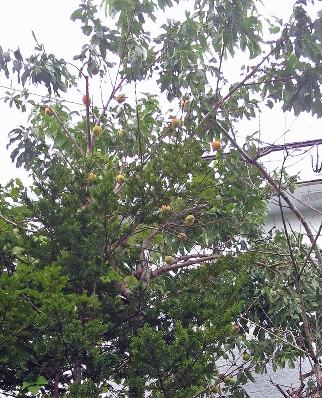 f:id:atarou:20180909065212j:image