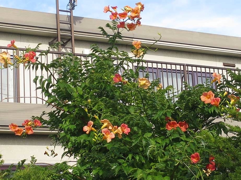 f:id:atarou:20180913071341j:image