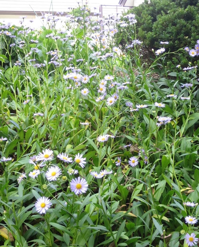 f:id:atarou:20180914065522j:image